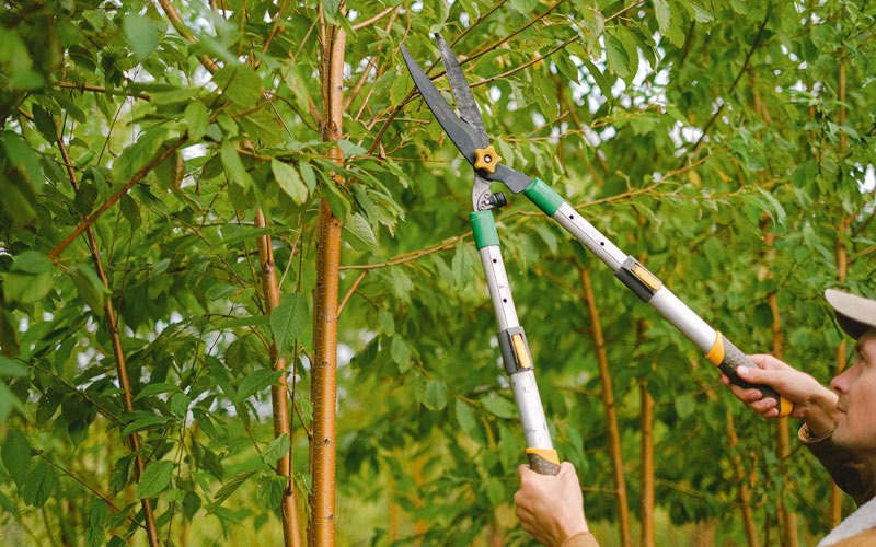 Tree trimming in Mohawk, NY